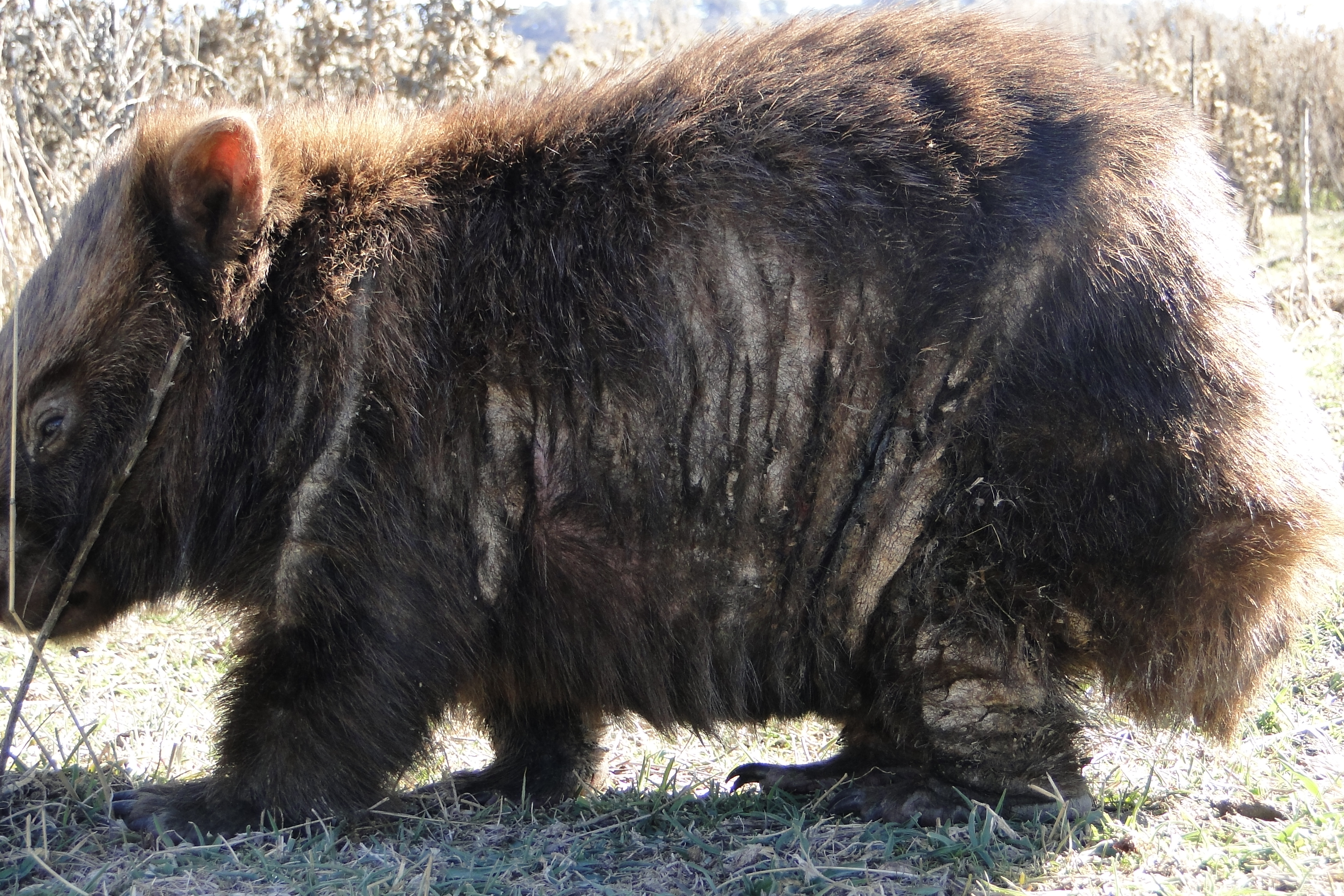 Wombat Rescue