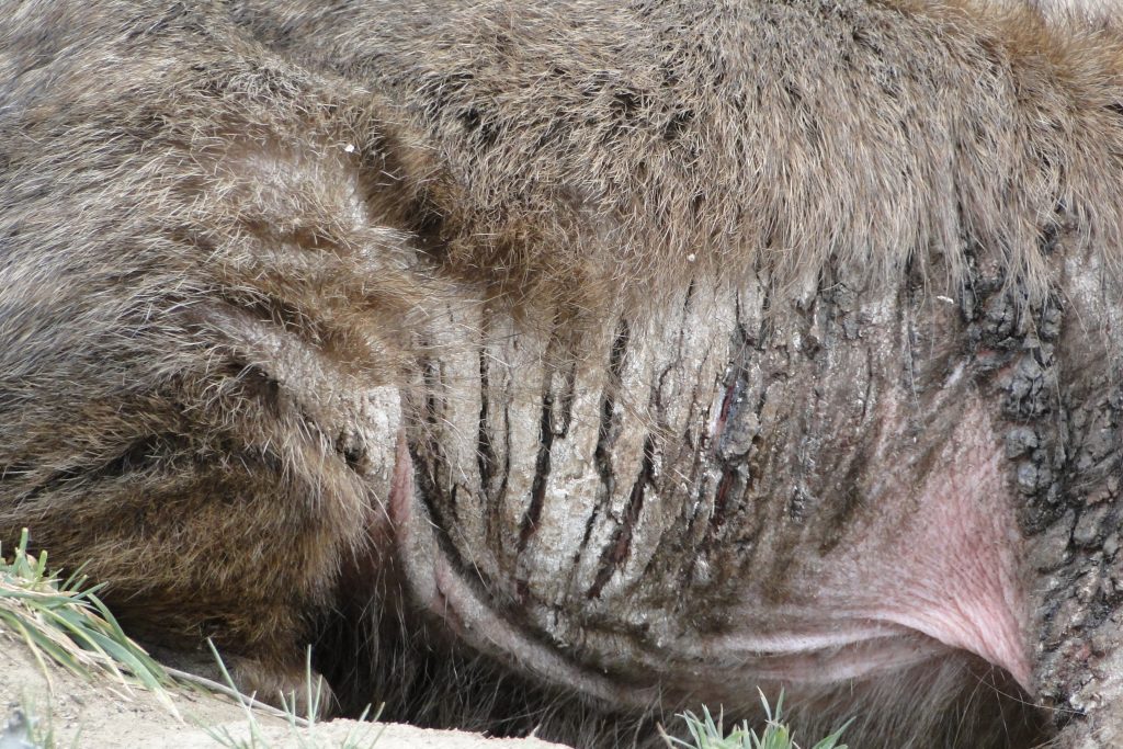 Wombat Rescue - Golf 6